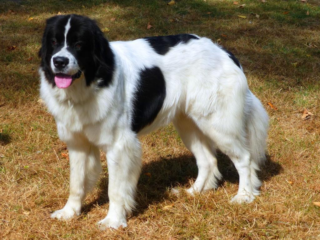 Papagena von Avalon